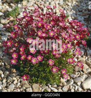 Saxifraga - `Peter Pan' (Mossy)   ALP034059 Stock Photo